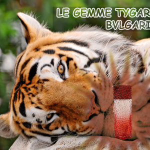 LE GEMME TYGAR